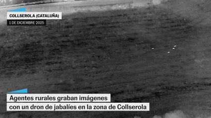 Las imágenes de jabalíes en Collserola