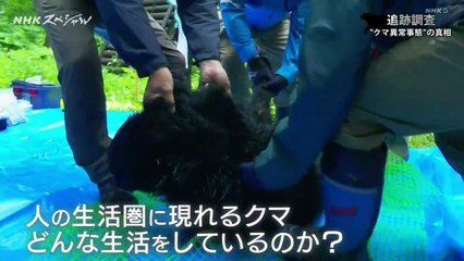 ＮＨＫスペシャル なぜ？クマの異常出没 １年半の追跡調査で“真相”に迫る！