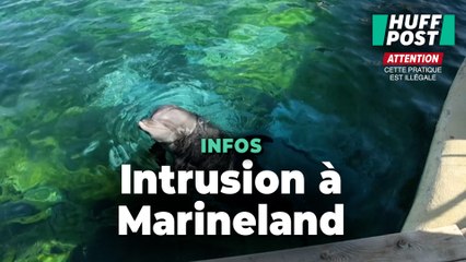 Des personnes s’introduisent illégalement à Marineland pour faire des selfies avec les orques et dauphins