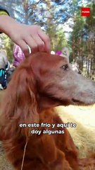 Mascotas en riesgo por el frente frío 17: Recomendaciones para cuidar a los consentidos del hogar