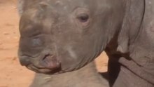 Baby white rhino steals hearts at Spanish zoo
