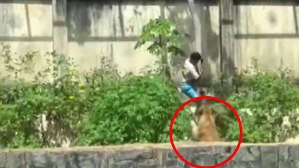 Video sensible: Joven muere tras ingresar a la jaula de una leona en zoológico de Brasil