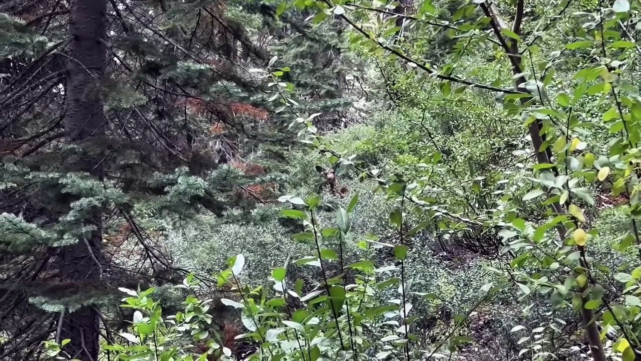 6 Most Disturbing Camping Encounters Ever Caught on Camera