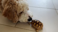 Baby Tortoise Plays "Fetch" With Bernedoodle Sister