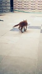 #smallcat#catsofinstagram#raking#cutecats #subscribe #beautiful #cute beautiful#shortvideos