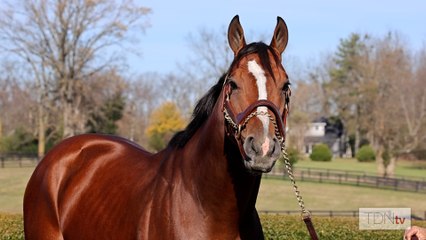 Kentucky Derby Winner Mystik Dan Settling In at Airdrie Stud