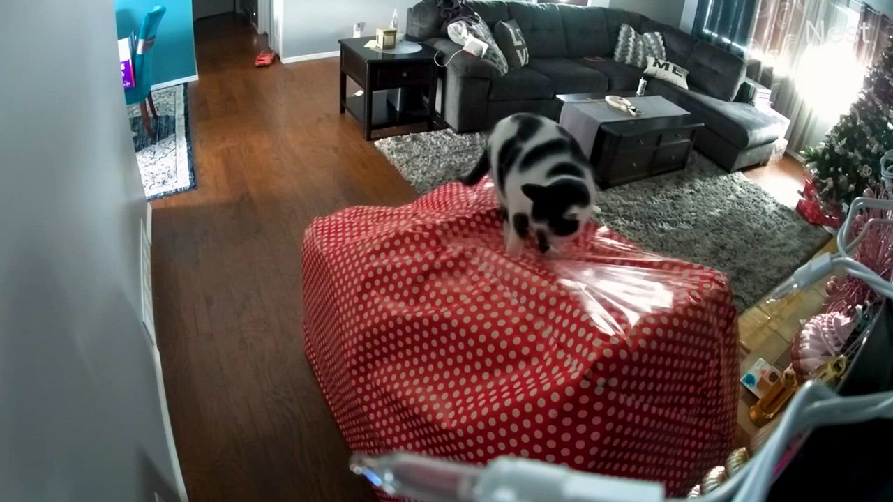 Decoration Showdown