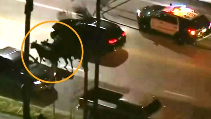 Forty Cows Make A Run For It And Escape A Slaughterhouse