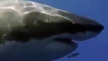 Un poisson minuscule nage devant la gueule d'un grand requin blanc... courageux