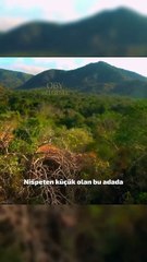 Adalarda büyük yırtıcı bulmak sıradışıdır ama Komodo ejderi 4 milyon yıldır buraya hükmediyor