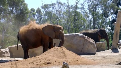 Shy and Cute? That’s Exactly What Makes This Elephant So Amazing
