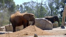 Shy and Cute? That’s Exactly What Makes This Elephant So Amazing