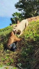 Lovely animal SokYaa, OG, Pao Mom Are Famous Around The World #shorts #anime #trend #edit