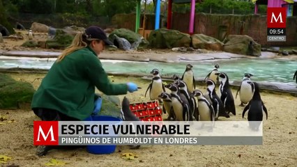 Pingüinos de Humboldt, nativos de Chile y Perú, están clasificados como especie vulnerable