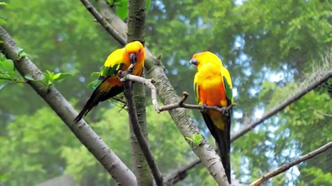 BIRD WORLD