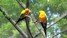 BIRD WORLD