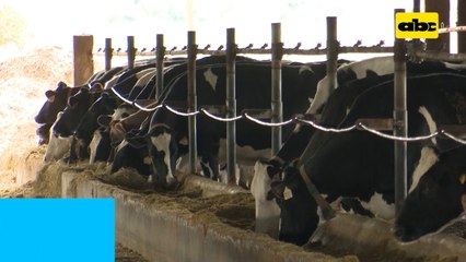 Abc Rural: Dieta eficiente en vacas lecheras