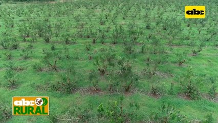Abc Rural: Siembra de soja como abono verde entre Yerba Mate