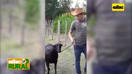 Abc Rural: Exportación de ovinos y alianza con apicultores