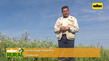 Abc Rural: Nutrición de recría de hembras ante sequía en el Chaco