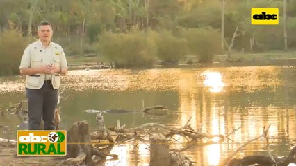 Abc Rural:  Uso de abonos verdes antes de siembra de soja