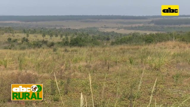Abc Rural: Control de malezas de hojas finas y hojas anchas