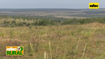 Abc Rural: Control de malezas de hojas finas y hojas anchas