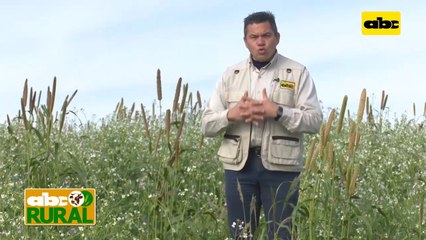 Abc Rural: Medición de compactación de suelo con penetrómetro