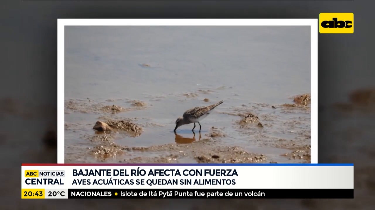 Aves acuáticas se quedan sin alimento por bajante del río