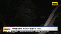 Fuerte viento produjo caída de un árbol