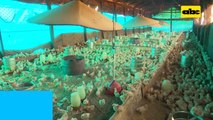 Abc Rural: Qué tener en cuenta en la cría de gallinas ponedoras