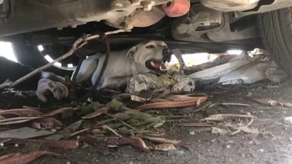 Libaneses se reencuentran con sus mascotas, perdidas tras la explosión