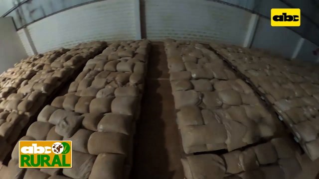 Abc Rural: Producción de variedades de soja Great Seeds