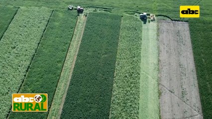 Abc Rural: Implementación de abonos verdes en suelos mal drenados