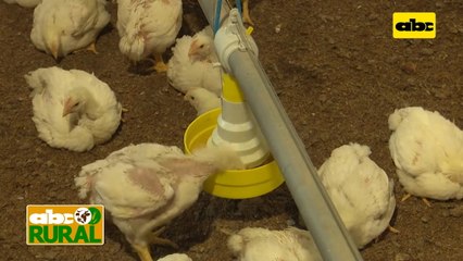 Abc Rural: Galpón automatizado para producción avícola