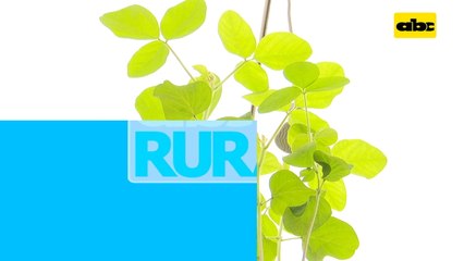 Abc Rural: Colección de roya de la soja para investigación