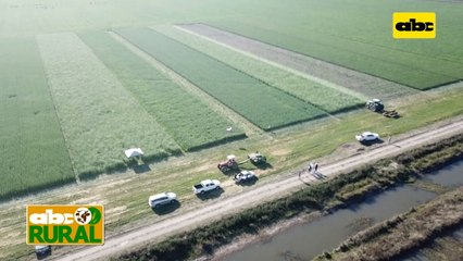 Abc Rural: Integración agricultura ganadería en campos bajos III