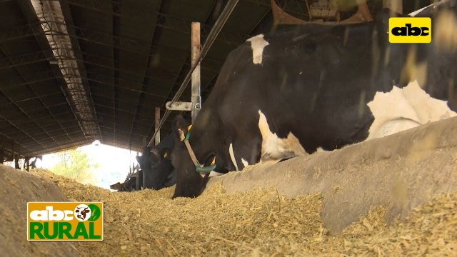 Abc Rural: Resultados de nutrición de precisión en vacas lecheras
