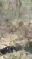 Encuentran restos de vehículos que serían vestigios de la Guerra del Chaco