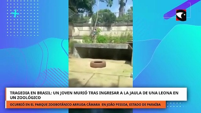 Horror en Brasil: una leona mató a un joven que entró a su jaula y los visitantes