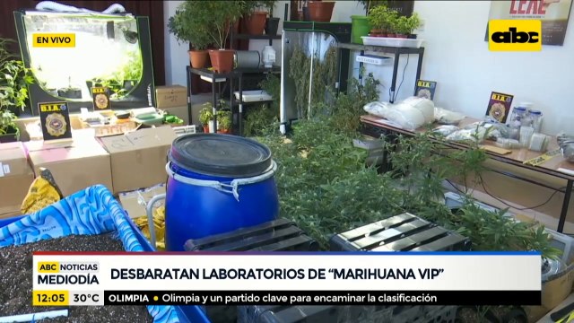 Desbaratan laboratorios de Marihuana VIP