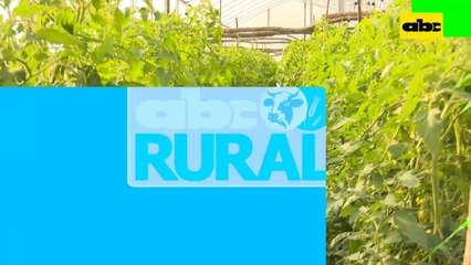 Abc Rural: Crecimiento de tomate, dentro y fuera de invernadero