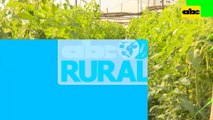 Abc Rural: Crecimiento de tomate, dentro y fuera de invernadero