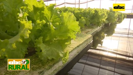 Abc Rural: Hortalizas hidropónicas en sistema floating (II)