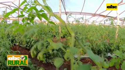 Abc Rural: Control de ralstonia en cultivo de tomate