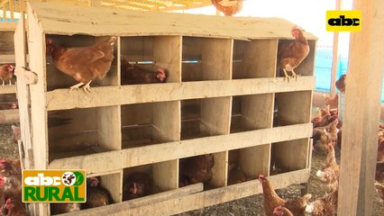 Luz, agua y espacio para una buena producción avícola