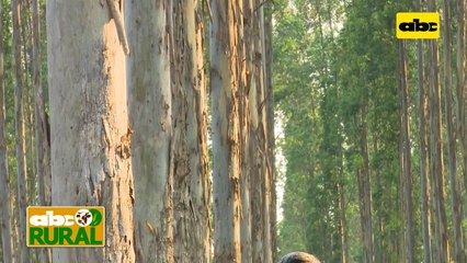 Abc Rural: Preocupa no poder enviar vacas y vaquillas IATF a Europa