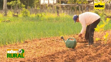 Abc Rural: Cuidado de cebolla después de la siembra