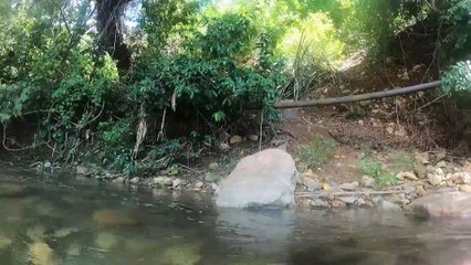 Dégustation de mangues fraîches dans une rivière à Cuba 🇨🇺🥭