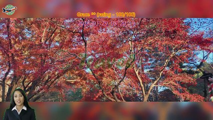 「TravelPZ」 Review Seoul Private Car Rental with Driver to Seoul City/Everland/Nami Island/Alpaca World/Gangchon Rail Park